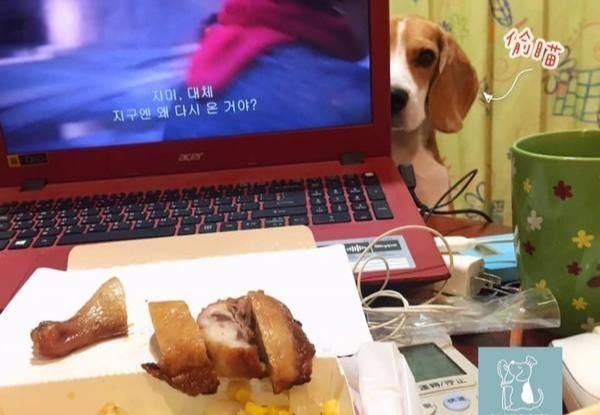 狗狗盯着主人吃饭,下秒瞬移要偷吃鸡腿,但被主人一把摁住