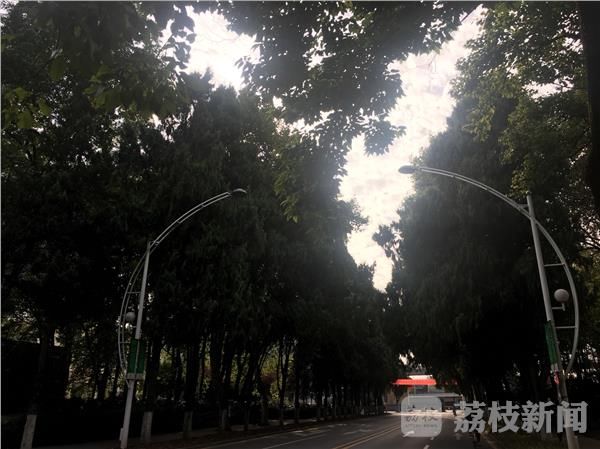 南京杨树三年内逐步下岗 专家出谋划策为绿化
