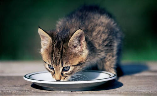 猫咪老是不爱喝水是怎么回事?宠主可以用下面