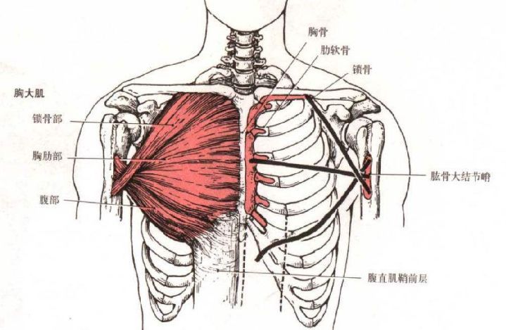 胸肌就是胸部的肌肉，由上中下三部分构成，又称胸大肌