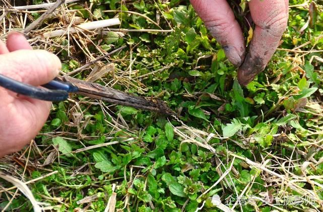 春天农民地边挖野菜 称做菜烧汤吃可香啦