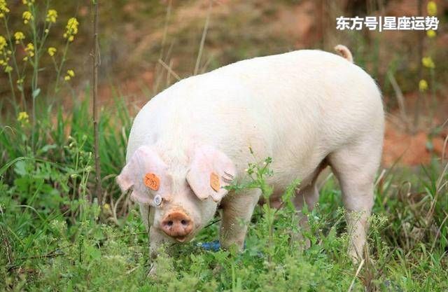 生肖猪：春节过后，财源不断，遍地遇贵人，属猪人快来接财！