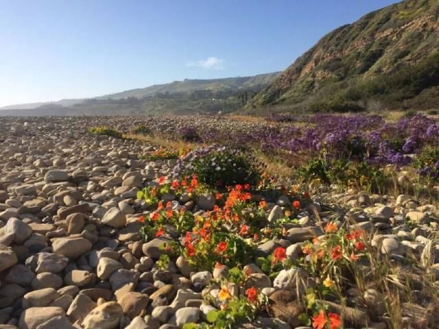 你没想到的，加州春季最美的景点，居然免费！