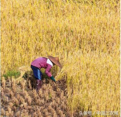 为啥南方农民比北方农民有钱呢？