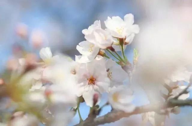 【每月在路上】三月,送你最in的赏花攻略,十大赏花胜地,愿你不