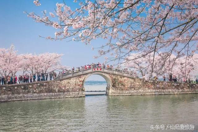 全国即将为这个赏樱天堂疯狂！藏在江南，有着秒杀日本的樱花绝景