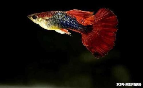 孔雀鱼的眼睛为什么会突然变黑?网友调侃,它是