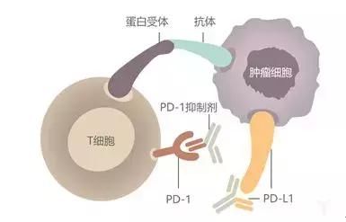 被誉为“抗癌神药”的PD-1单抗，你对此了解多少？