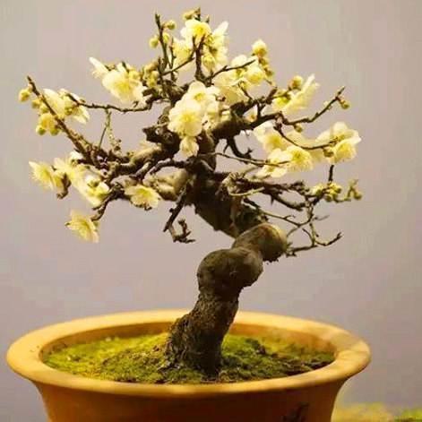 冬天种腊梅最应景!繁殖多样的腊梅花,怎么养护