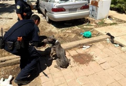 主人毒驾被捕入狱,家中数十条狗无人管,被发现