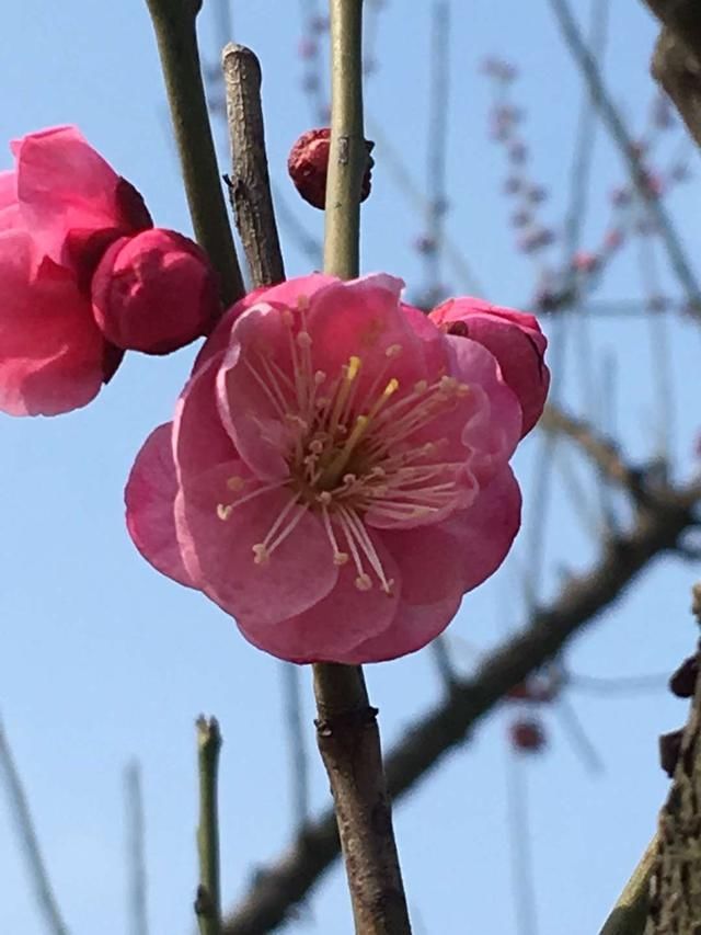 过年赏梅正当时，到上海这里是个好地方