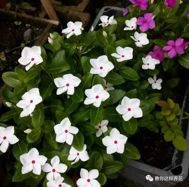 长春花越掐花越多，长得越旺，开成花球太惊艳了！