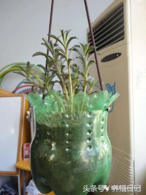 有废弃的油桶制作的小猪花盆有用鸡蛋壳做的创意蛋宝宝花盆有用帽子