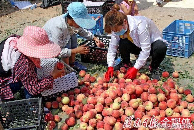 大荔韦林镇五千亩的“扶贫桃子”熟了