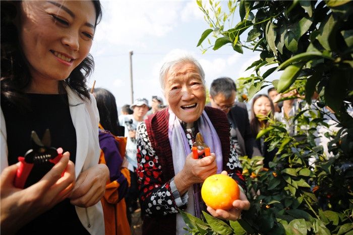 云南8000吨褚柑开始采摘并大量上市 三大基地