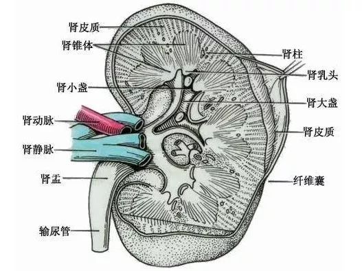 被发现时已经是尿毒症!伤肾行为排行榜，第一名原来是它!