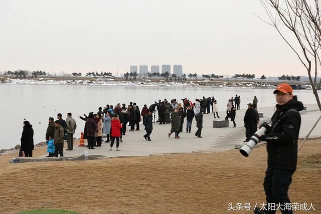 山东荣成樱花湖畔 喜迎各地游客 和天鹅一起过春节