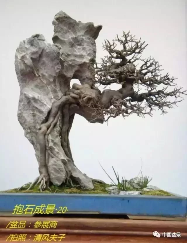 欣赏典雅新奇抱石盆景,学习抱石盆景制作技巧 - 武汉老徐 - 武汉老徐的博客 欣赏典雅新奇抱石盆景,学习抱石盆景制作技巧 - 武汉老徐 - 武汉老徐的博客