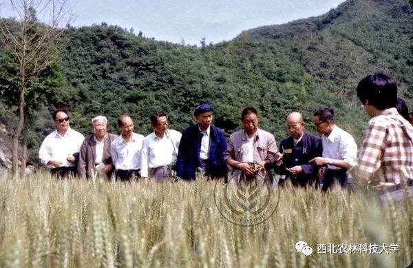 把饭碗端在中国人自己手里!年推广面积9000多万亩，数十年间他的