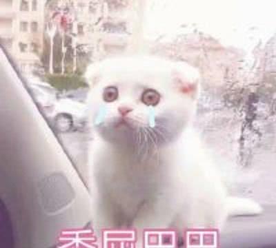 分享一组超可爱的猫咪的卡,老夫的玻璃心都表情表情包a猫咪通图片