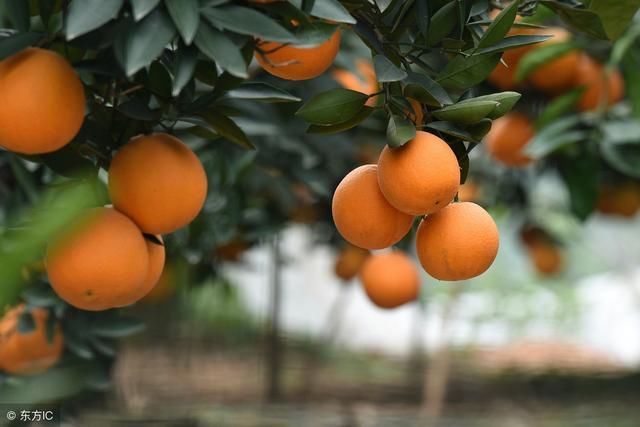 柑橘成熟期水肿掉果,果农需注意疫菌褐腐病防
