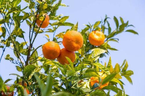 柑橘市场风云:柑橘即将大量上市,脐橙、砂糖桔