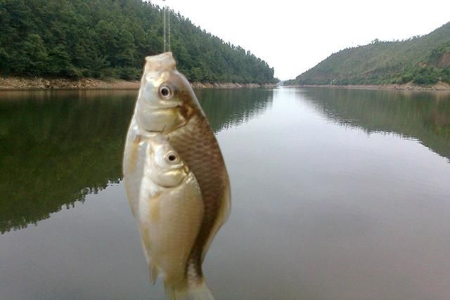 窝中有鱼不开口咋办 牢记这三点下竿就中鱼