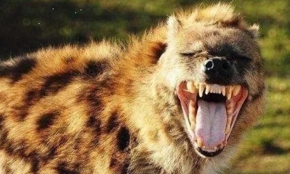 为什么鬣狗会笑?其实它觉得一点都不好笑