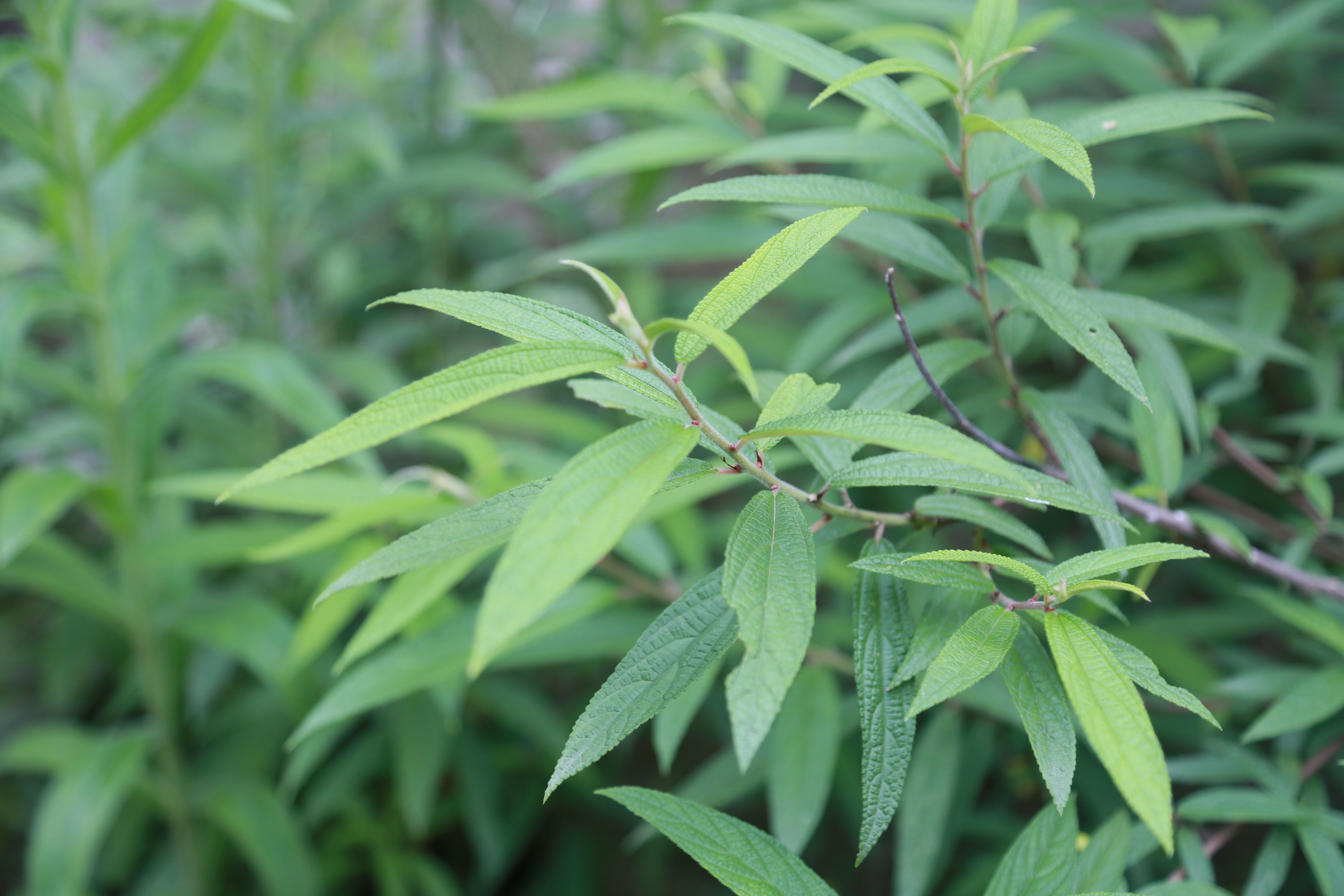 这种果实甜美但多渣，口感粗糙，是80后的年代记忆，但90后没吃过