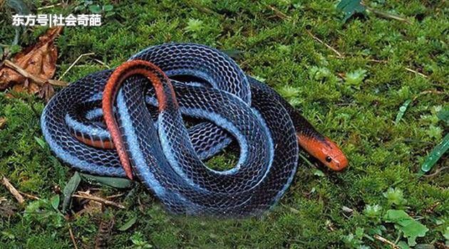 世界上最毒的蛇靠吃同类维生,被咬后会被石化
