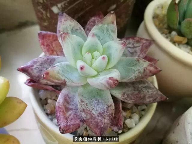 广东美肉,时间终究会给我们完美的馈赠!