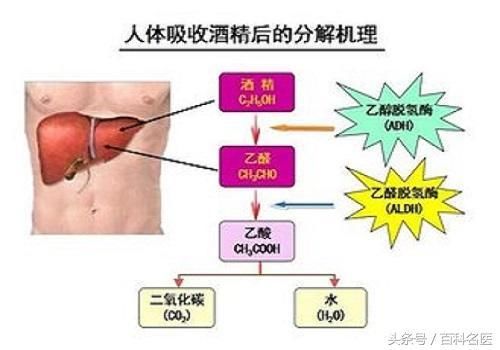 #健康过大年#喝酒脸红的人代谢好，这种说法靠谱吗？