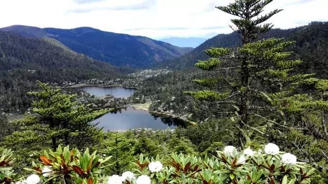 老君山九十九龙潭杜鹃已成花海,还不快约