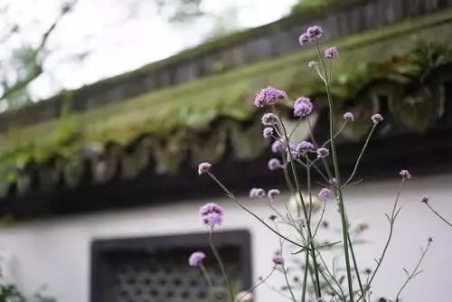 旧时禅房,如今小筑,出门十步便是西湖