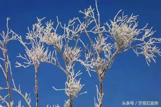 城事｜这个颜色在呼伦贝尔遍布四季，横跨天地