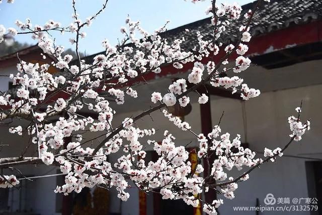 春天来了，一起去留坝太子岭看花吧！