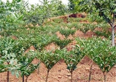 2018年魔芋市场价格多少钱一斤?什么时间种植