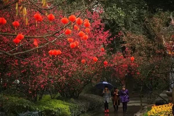 发财中国年：海棠花已开！成都资格最老的6处超大花海，都在这了