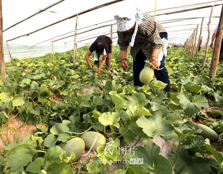 陕西大荔:大棚哈蜜瓜早上市