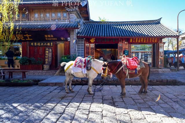 丽江的马为什么没人骑了?50元、40元便可骑着游一圈