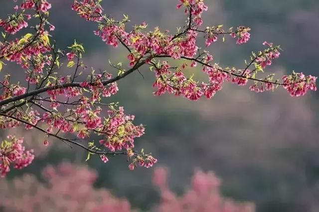 美炸！一夜间，广州竟飘起了如梦似幻的粉红花雨！