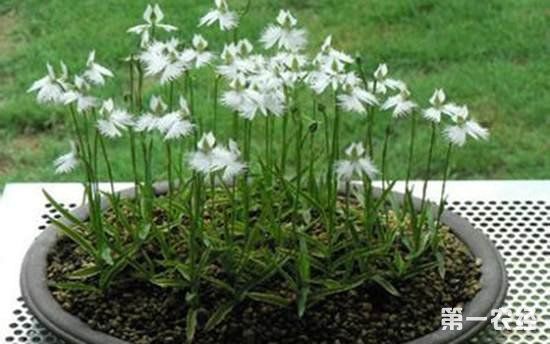 鹭草什么时候开花?鹭草花的人工栽培种植方法