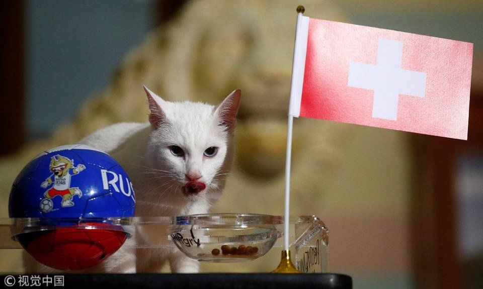 白猫阿喀琉斯预测瑞士获胜