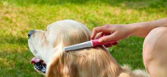 爱犬毛发打结很头疼?教你几招解决毛发打结 澳门威尼斯人网站网址