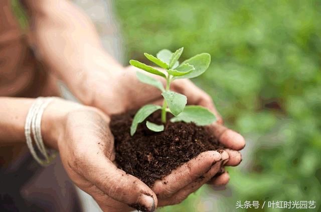 土壤重茬危害多？有了微生物菌肥不再怕！