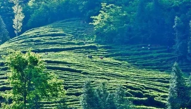 隐于山坳中的甘肃“小上海”，冬暖夏凉，连大熊猫都来了