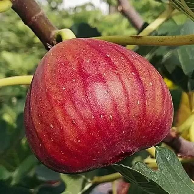 跳跳糖为什么会跳?童年之谜终于解开