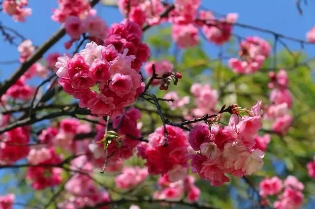 玉溪最全赏花攻略来了，花海之约不要错过!