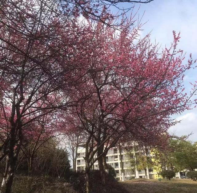 莫负三月好春光！重庆这些私藏的花海胜地，赏花晒太阳约起！