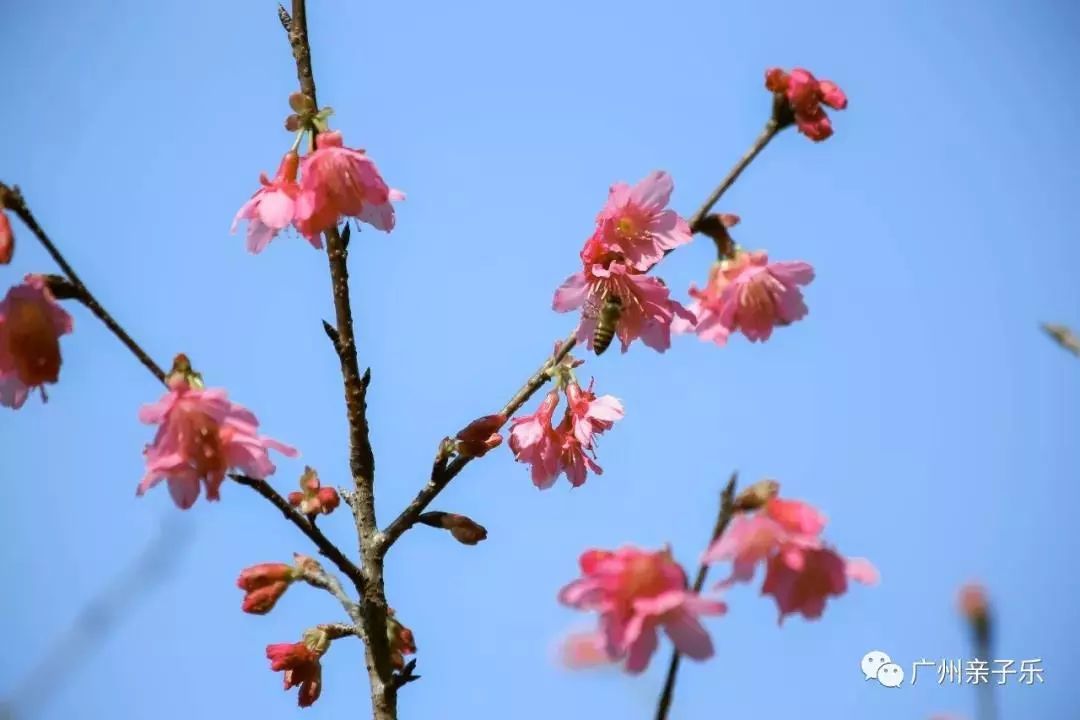 过年“空城”?广州这些地方全是人从众!最挤的是……